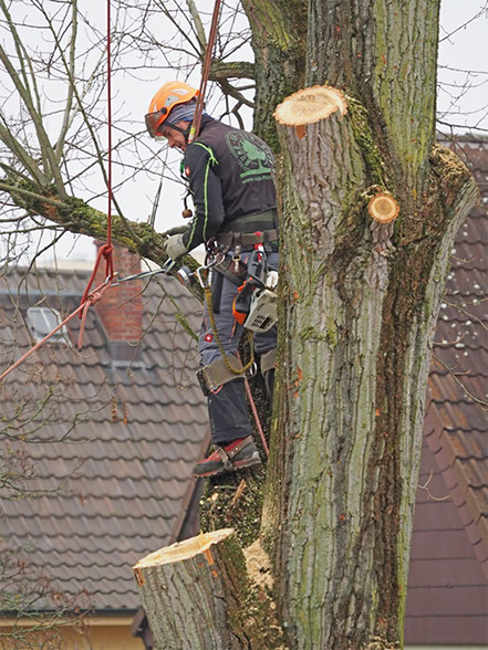 Sebastian Idecke - Rund um den Baum - Rödermark - Baumpflege