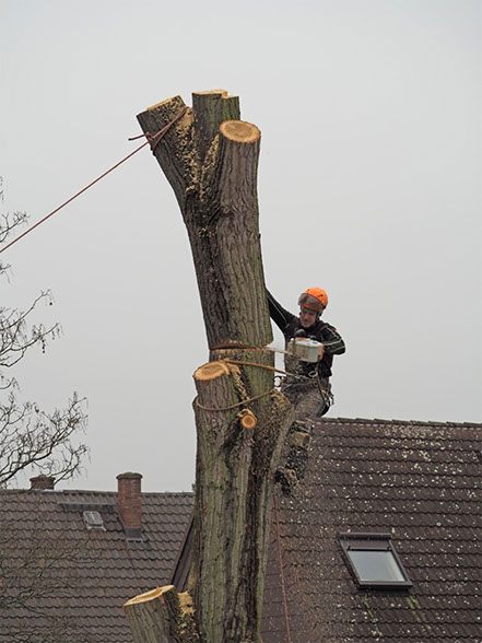 Sebastian Idecke - Rund um den Baum - Rödermark - Baumpflege